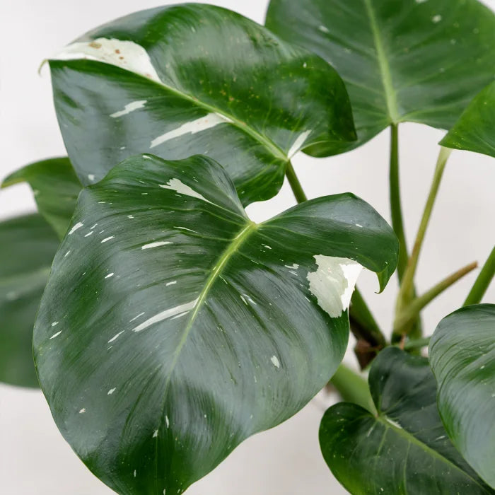 Philodendron White Wizard