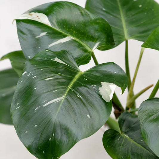 Philodendron White Wizard