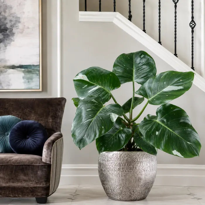 Philodendron White Wizard