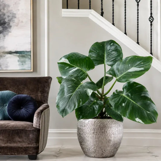 Philodendron White Wizard