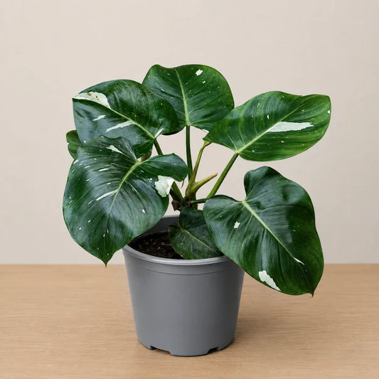 Philodendron White Wizard