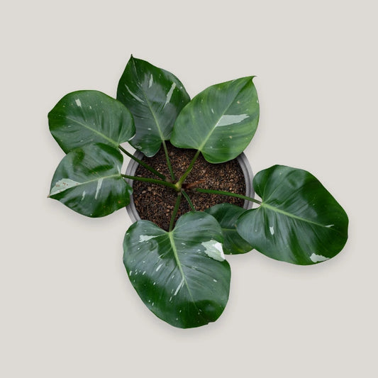 Philodendron White Wizard