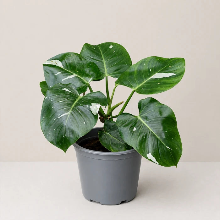 Philodendron White Wizard