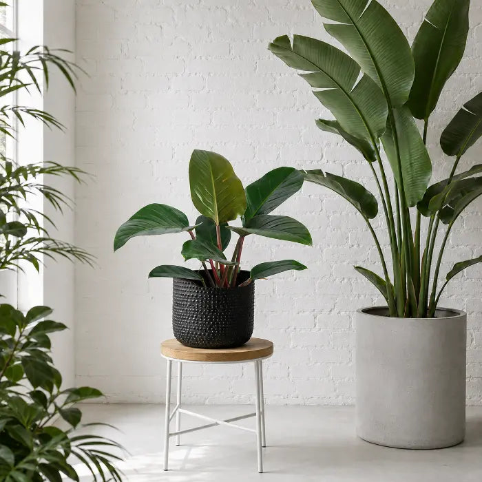 Philodendron Red Congo