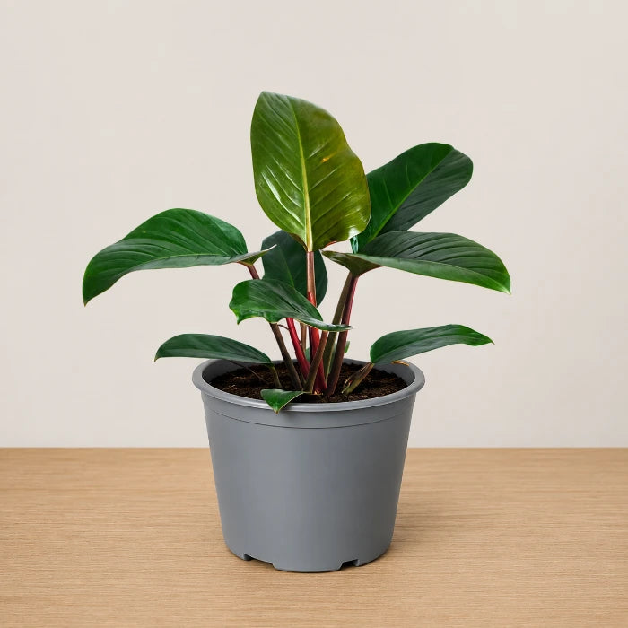 Philodendron Red Congo