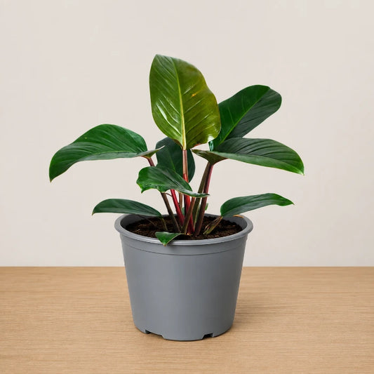 Philodendron Red Congo