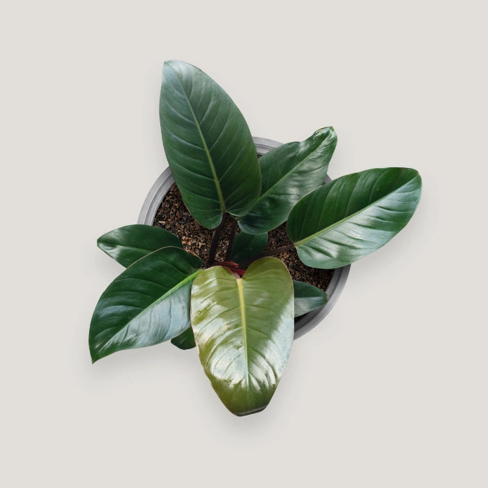 Philodendron Red Congo