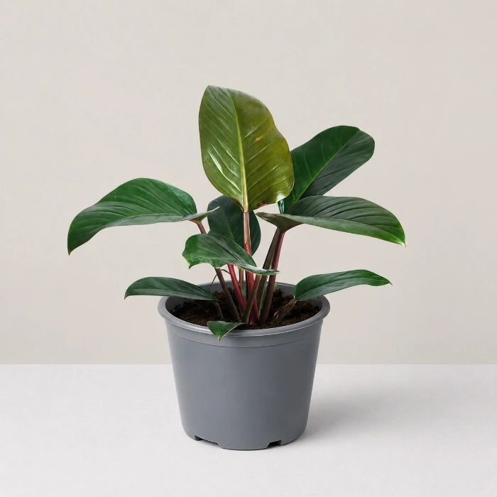 Philodendron Red Congo