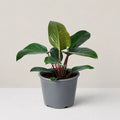 Philodendron Red Congo