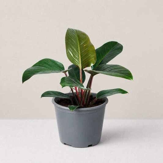 Philodendron Red Congo
