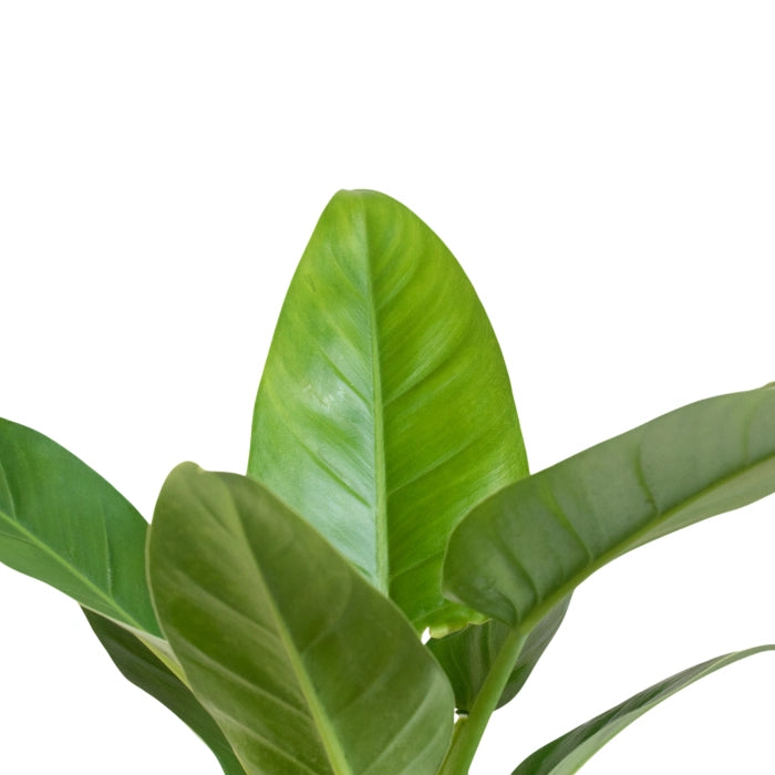 Philodendron Green Congo