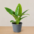 Philodendron Green Congo