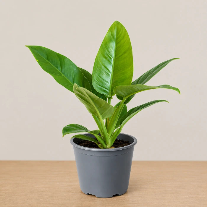 Philodendron Green Congo