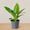 Philodendron Green Congo