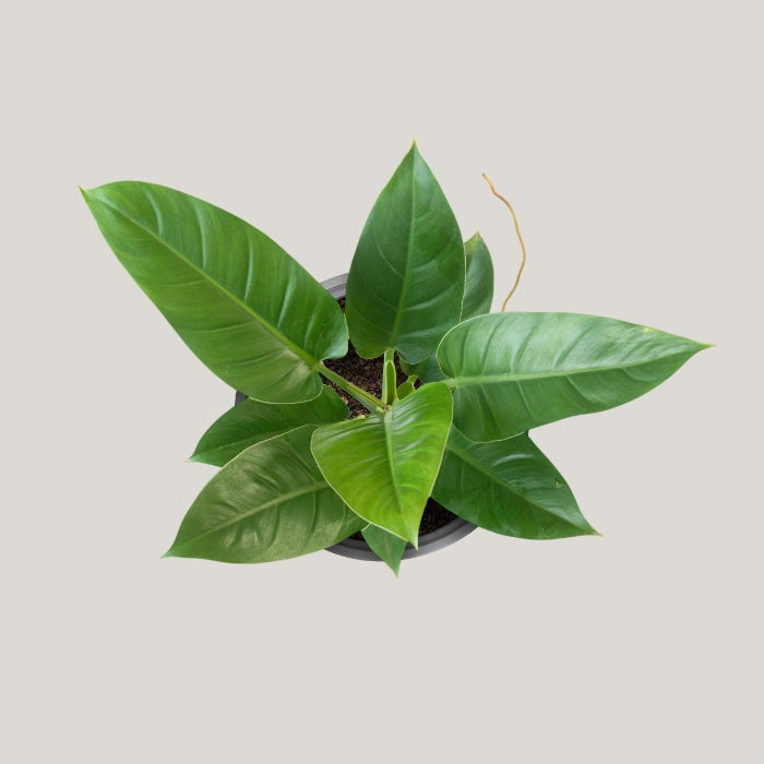 Philodendron Green Congo