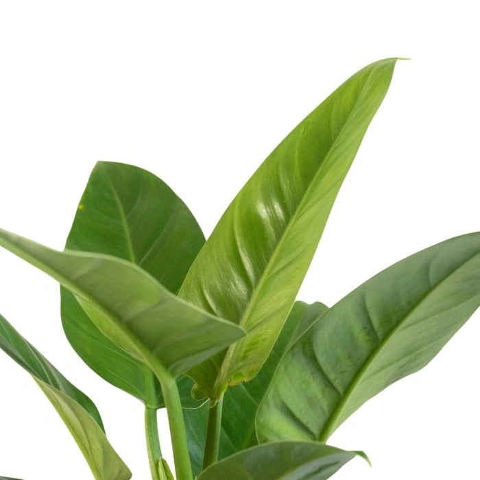 Philodendron Green Congo