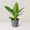 Philodendron Green Congo
