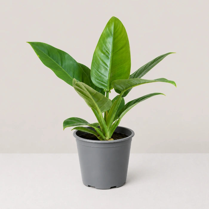 Philodendron Green Congo