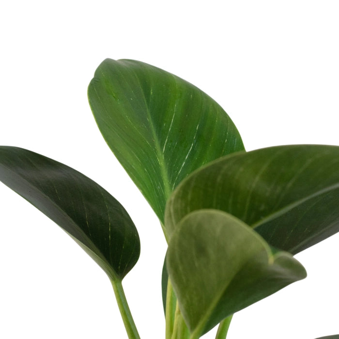 Philodendron Birkin