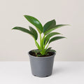 Philodendron Birkin