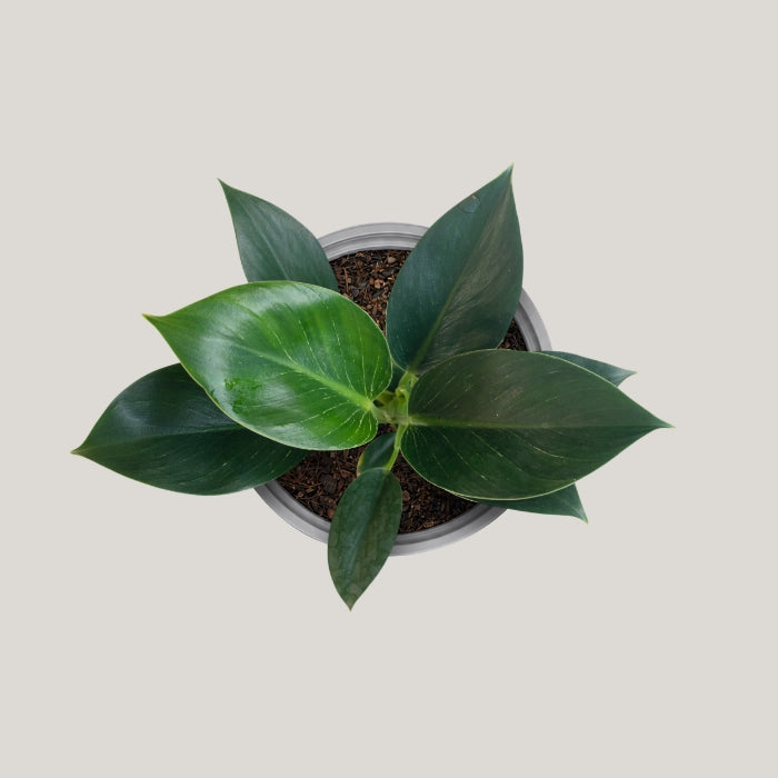Philodendron Birkin