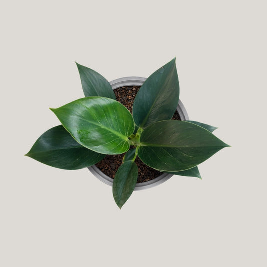 Philodendron Birkin