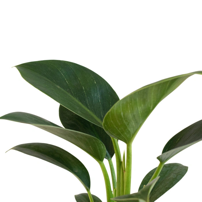 Philodendron Birkin
