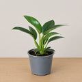 Philodendron Birkin