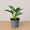 Philodendron Birkin