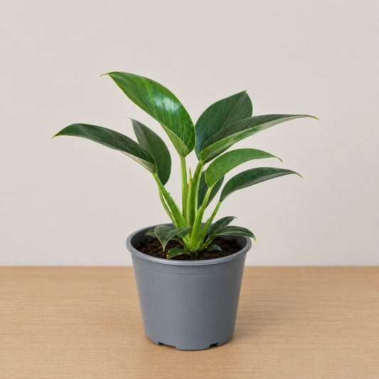 Philodendron Birkin