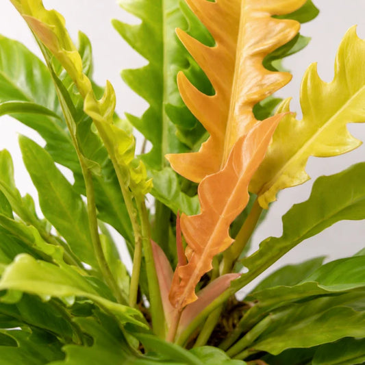 Philodendron Golden Saw Blade