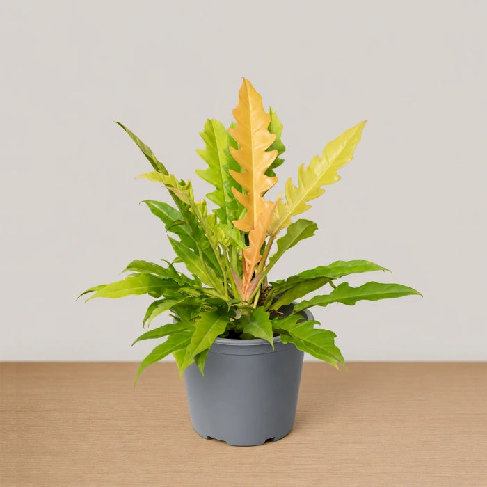 Philodendron Golden Saw Blade
