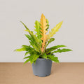 Philodendron Golden Saw Blade