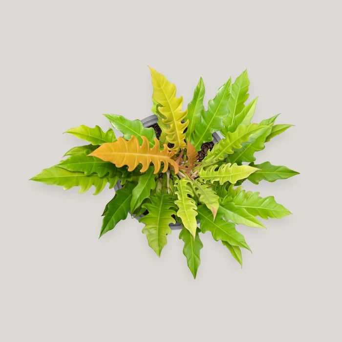Philodendron Golden Saw Blade