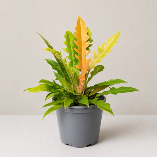 Philodendron Golden Saw Blade