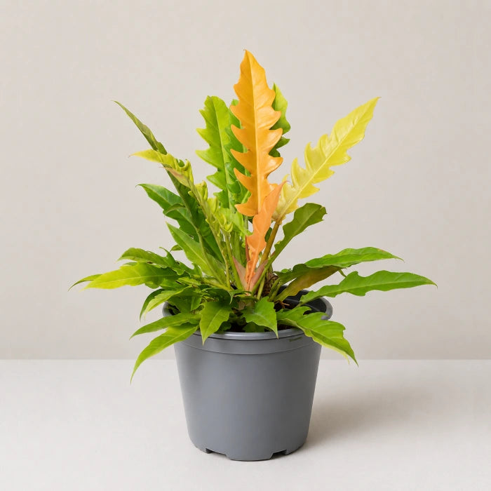 Philodendron Golden Saw