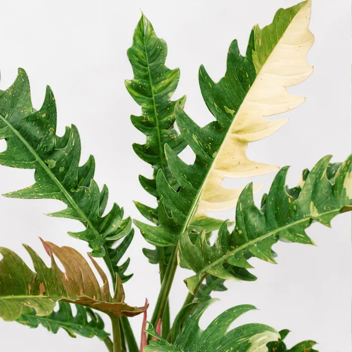 Philodendron Ring of Fire