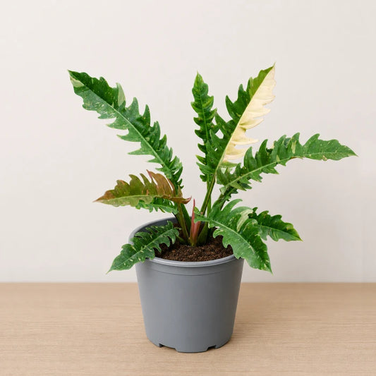 Philodendron Ring of Fire