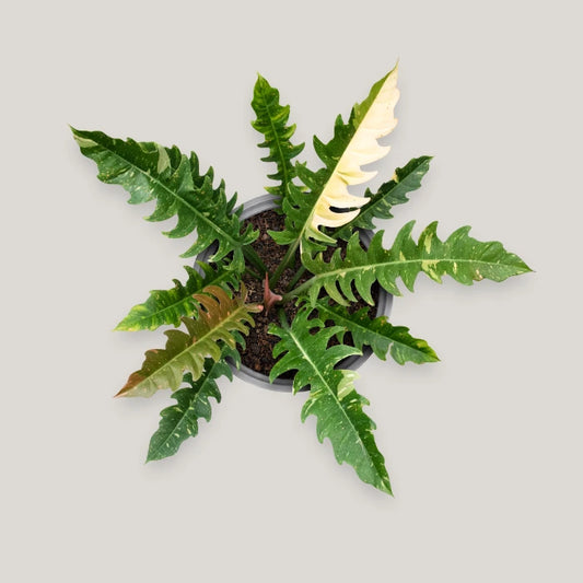 Philodendron Ring of Fire