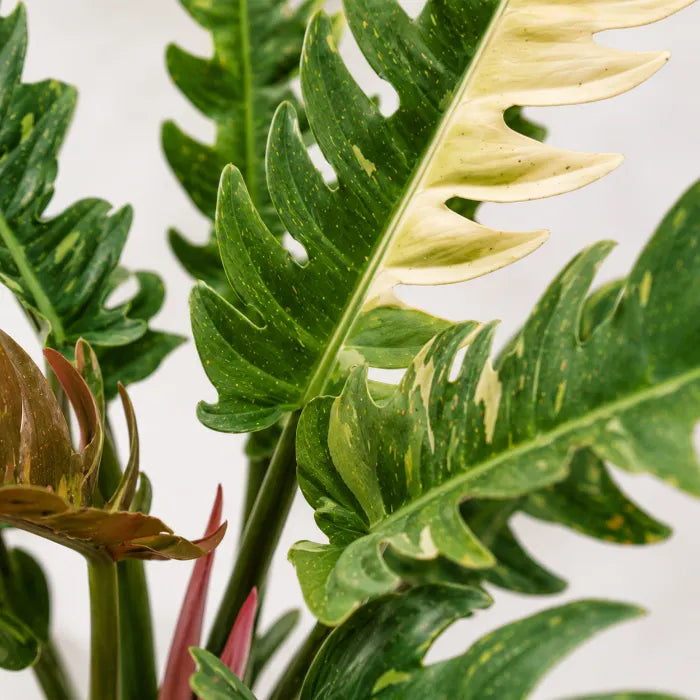 Philodendron Ring of Fire