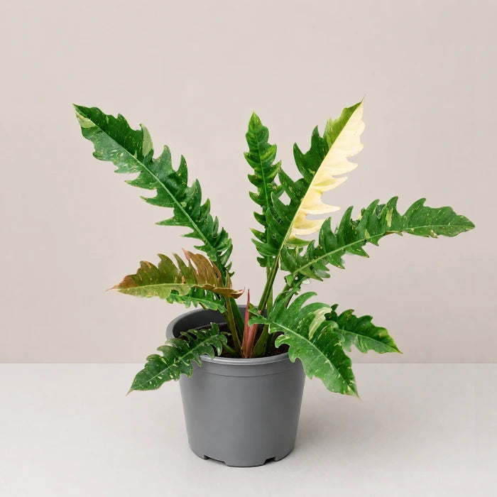 Philodendron Ring of Fire