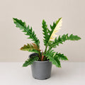 Philodendron Ring of Fire