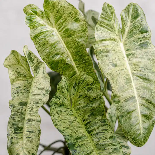 Philodendron Paraiso Verde