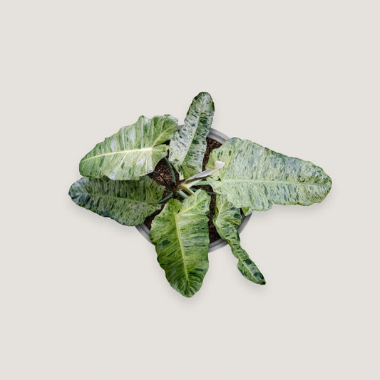 Philodendron Paraiso Verde