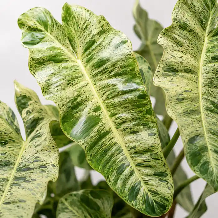 Philodendron Paraiso Verde