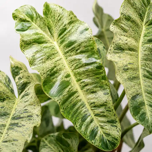 Philodendron Paraiso Verde