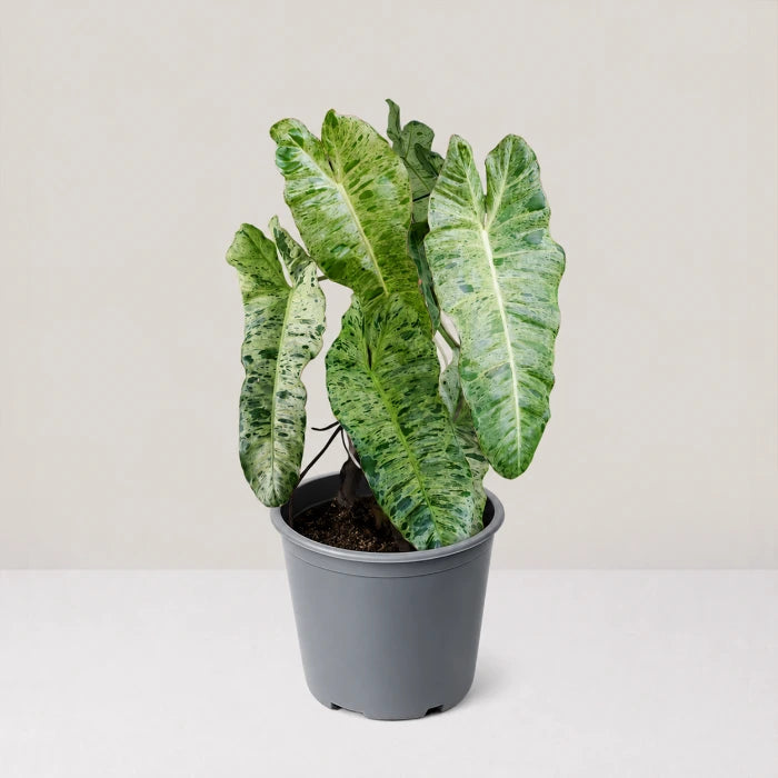 Philodendron Paraiso Verde