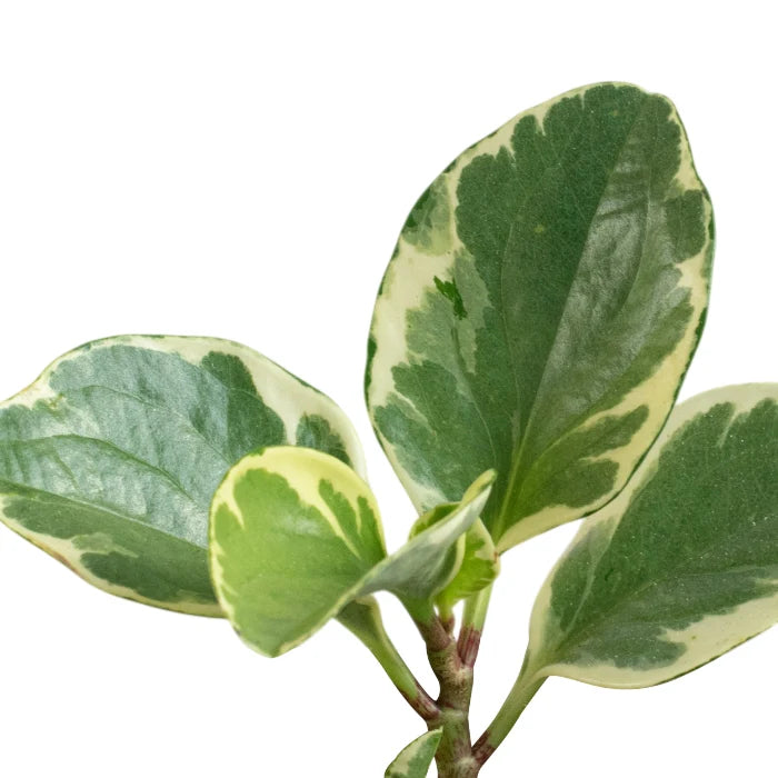Peperomia Variegate
