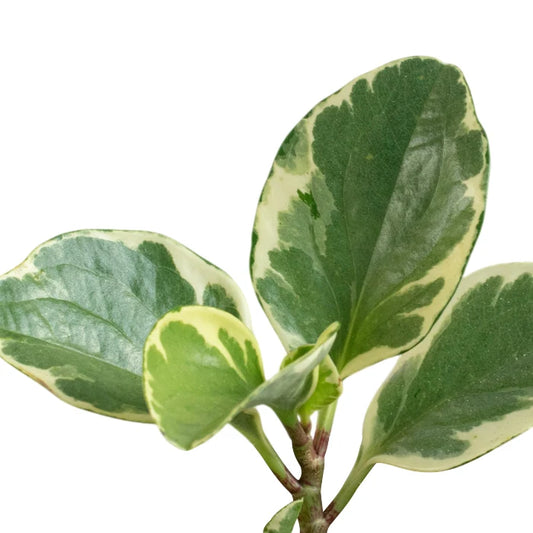 Peperomia Variegate