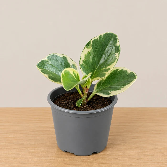 Peperomia Variegate